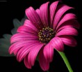 /album/rezane-kvetiny/gerbera-2-1-jpg/
